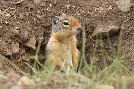 Columbian Ground Squirrel