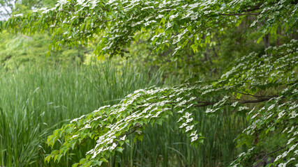 森林に咲くヤマボウシの花