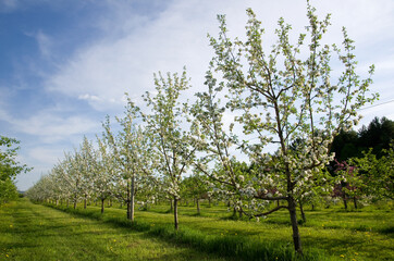 Fototapeta na wymiar White Apple Trees in Bloom with Blue Sky