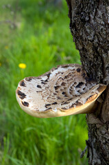 Obraz premium Beautiful Large Mushroom Fungus on a Tree