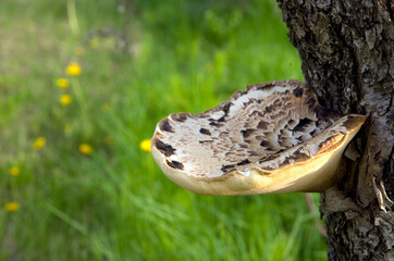 Beautiful Large Mushroom Fungus on a Tree