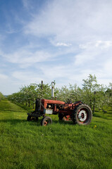 Antique Red Tractor in Apple Orchard