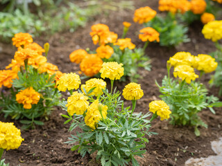 花壇に植えたマリーゴールド。黄色とオレンジ色のマリーゴールド。