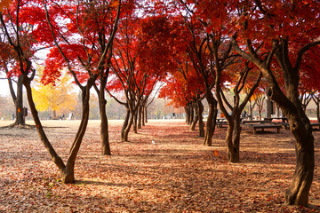 Seoul, South korea-November 2020:Red maple trees along the roads in fall season in Seoul...