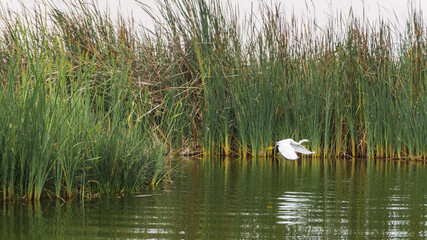 Garza Blanca bird flying over a lagoon surrounded by totora plants in Pantanos de Villa Chorrillos Lima Peru