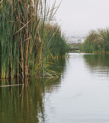 Génesis lagoon in Pantanos de Villa, big lagoon surrounded by totora plants in Chorrillos Lima Peru