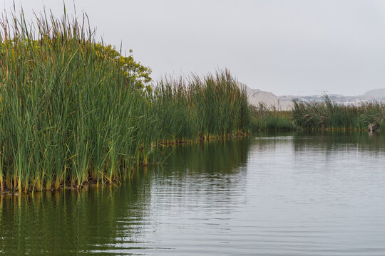G&eacute;nesis lagoon in Pantanos de Villa, big lagoon surrounded by totora plants in Chorrillos Lima Peru