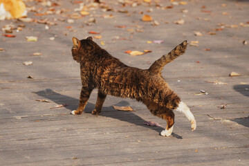 Brown cat stretches its body lifting one leg at the wooden ground