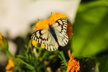 mariposa en otoño