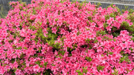 Obraz premium 満開のピンク色のツツジの花