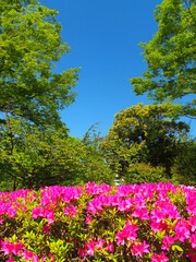 公園の新緑の欅と満開の躑躅