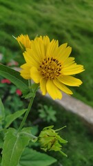 yellow flower