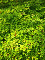 Obraz premium 木漏れ日の当たる公園のドウダンツツジの若葉