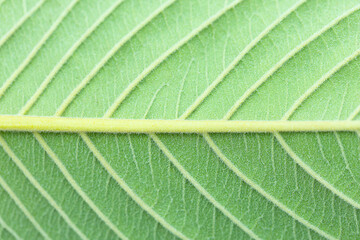Fresh green leaves texture on white background