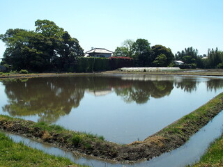 春の近郊の代田風景