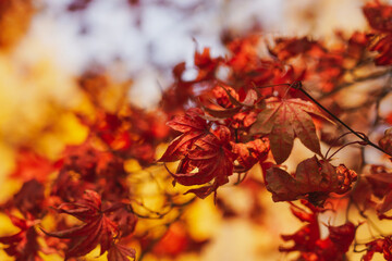 Red maple autumn leaf at the tree branch at the park