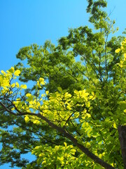 春のハクモクレンの若葉と新緑の欅と青空