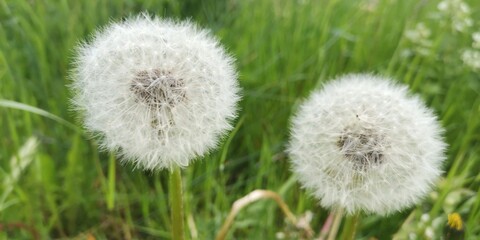 dandelion in grass