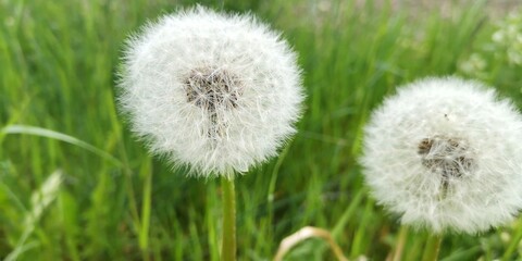 dandelion in grass