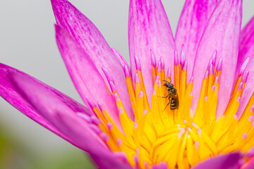 Purple lotus petals and bee nature background
