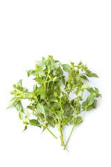 Fresh green organic basil leaves