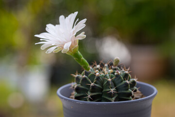 Close-up Cactus (Gymno) Pink Flower is blooming flower