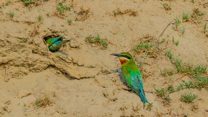 Bee eater birds dig a hole in the mud and sand cliffs for nesting
