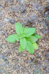 Basil is growing in the garden.
