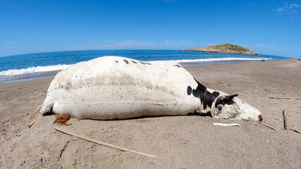 A dead cow on the beach, the death of a cow in the Mediterranean, Algeria, farm animals in Africa,...