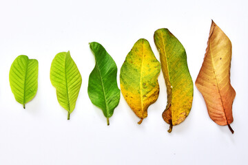 Top down composition of guava leaves of different stages of growth - bud to dried leaf. Different...