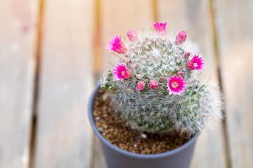 Mammillaria Bocasana with pink flower in small pot