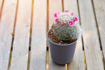Mammillaria Bocasana with pink flower in small pot