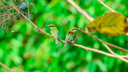 Blue tailed bee eater bird Merops philippinus making puffy feathers while perching on a branch in nature