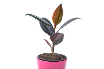 Rubber Plant In a pot