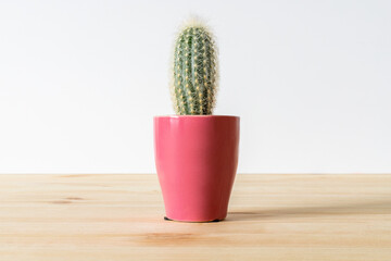 Cactus plant in pot on the table against white wall.