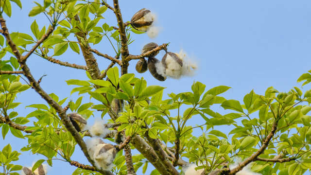 Silk Cotton tree or Bombax ceiba in nature