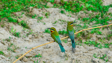 Blue tailed bee eater bird Merops philippinus making puffy feathers while perching in nature