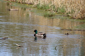 Drake On The Pond, Pylypow Wetlands, Edmonton, Alberta