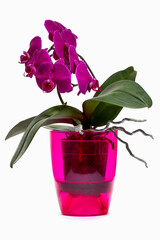 Scrub purple phalaenopsis orchid in in a colored pot on a white background