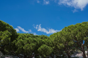 Fototapeta na wymiar Tree tops or canopy of a tree against beautiful clear blue sky in Italy island