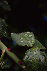 rain leaf