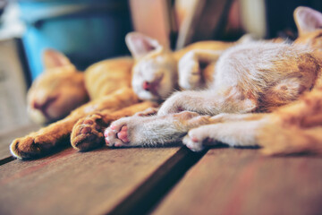 Cat nursing her little kittens, close up