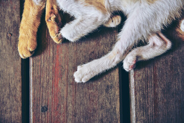 Close up many cute kittens paws on wooden background with copy space.