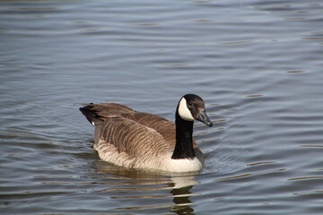 Goose Coming Closer, Pylypow Wetlands, Edmonton, Alberta