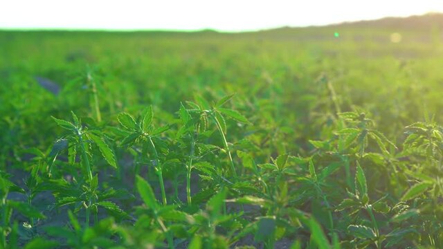 Vast fields of Marijuana or hem swaying gently in the morning breeze. Beautiful Bokeh Effect. 