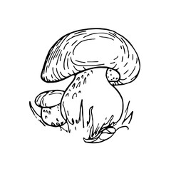 Boletus mushrooms, autumn doodle illustration. Beautiful hand drawing illustration.