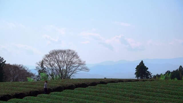 Male walking through wide open green tea fields high above with mountains