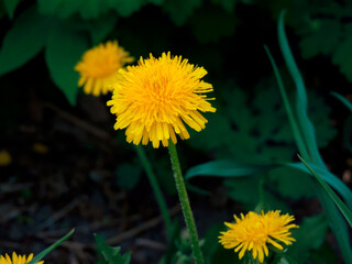 photo of yellow dandelion in the field