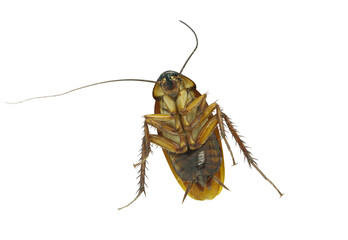 Close up dead brown cockroach isolated on white background The concept of disease-carrier animals is clean and disease prevention.
