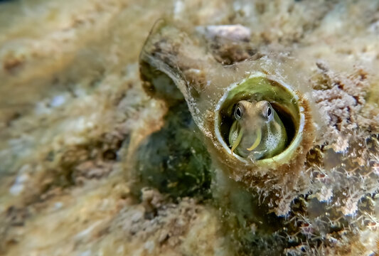 Small coral fish from the family Blennidae, its scientific name is Lance blenny (Aspidontus dussumieri),Red Sea, Sinai, Middle East